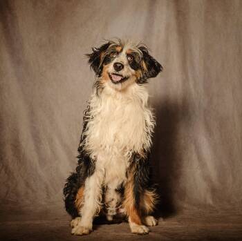Banjo -  Miniature Poodle and Australian Shepherd Dog for Adoption in Lubbock, Texas - Banjo | PetCurious