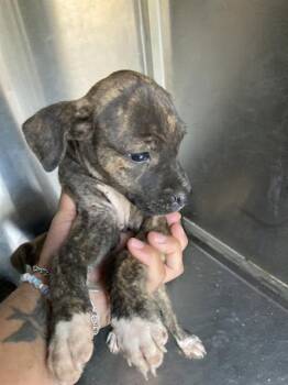 Rescue Mixed Breed Dogs for Adoption in Dallas, Texas - LIGHT | PetCurious