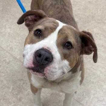 Sugar -  Pit Bull Terrier and Mixed Breed Dog for Adoption in Westland, Michigan - Sugar | PetCurious