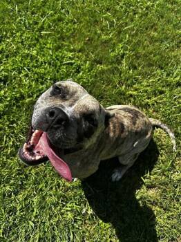 TASHA -  Staffordshire Bull Terrier Dog for Adoption in Grovetown, Georgia - TASHA | PetCurious