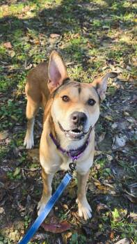 Rescue Shepherd Dogs for Adoption in Shepherdsville, Kentucky - Pocky | PetCurious