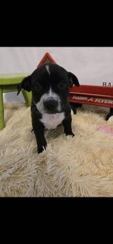 Australian Cattle Dog Blue Heeler and American Staffordshire Terrier Dogs Available for Adoption in Boston, Kentucky - Blossom | PetCurious
