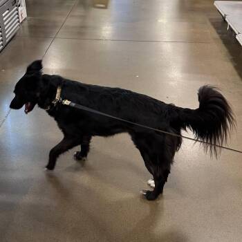 Border Collie and Australian Shepherd Dogs Available for Adoption in Overland Park, Kansas - Winnie Aka WinWin | PetCurious