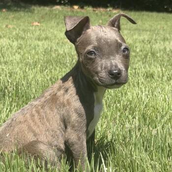 Pumpkin -  Mixed Breed Dog for Adoption in Austell, Georgia - Pumpkin | PetCurious