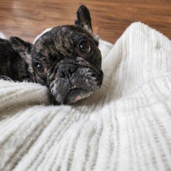 Twinkle Bones -  French Bulldog Dog for Adoption in Austin, Texas - Twinkle Bones | PetCurious