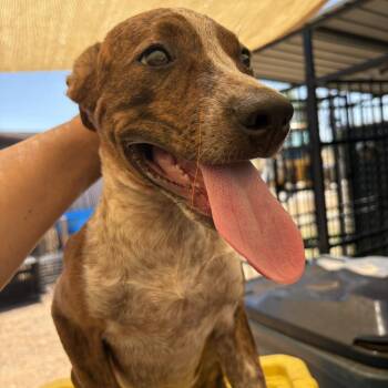 Laura -  Pit Bull Terrier Dog for Adoption in Austin, Texas - Laura | PetCurious