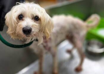 Lhasa Apso Dogs Available for Adoption in Sterling Heights, Michigan - Sourdough | PetCurious