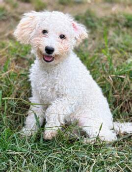 Casper-COMING SOON -  Goldendoodle Dog for Adoption in Hazelwood, Missouri - Casper-COMING SOON | PetCurious