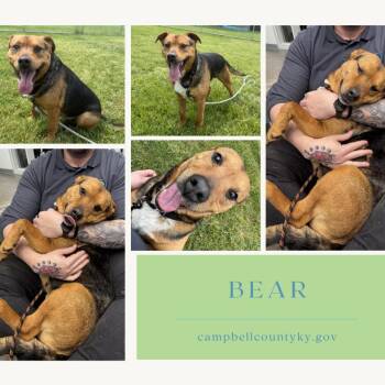 Bear -  Mixed Breed Dog for Adoption in Melbourne, Kentucky - Bear | PetCurious