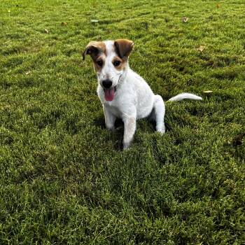 TONYA -  Cattle Dog and Jack Russell Terrier Dog for Adoption - TONYA | PetCurious