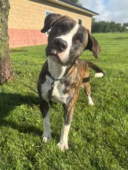 Puskey -  Pit Bull Terrier and Labrador Retriever Dog for Adoption in Maryville, Missouri - Puskey | PetCurious
