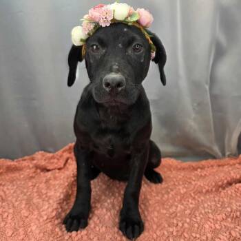 Labrador Retriever Dogs Available for Adoption - Magnolia | PetCurious