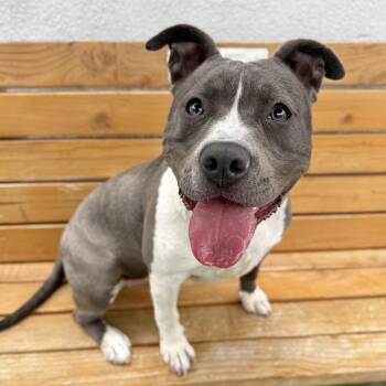 Delilah -  Pit Bull Terrier and Mixed Breed Dog for Adoption in Hawthorne, California - Delilah | PetCurious