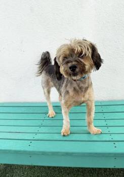 Rescue Terrier Dogs for Adoption in Los Angeles, California - Bangz | PetCurious