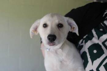 Ghost -  Retriever and Mixed Breed Dog for Adoption in Kansas City, Missouri - Ghost | PetCurious