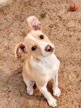Alfie -  Mixed Breed Dog for Adoption in New Port Richey, Florida - Alfie | PetCurious