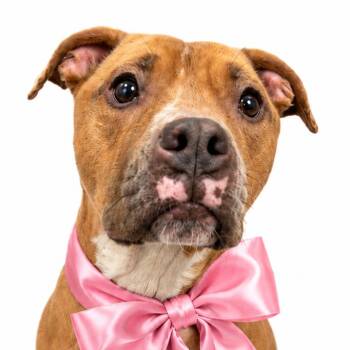 Noodle -  Mixed Breed Dog for Adoption in Alabaster, Alabama - Noodle | PetCurious