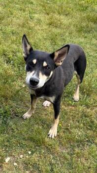 Husky and Shepherd Dogs Available for Adoption in Little Rock, Arkansas - Charlotte | PetCurious