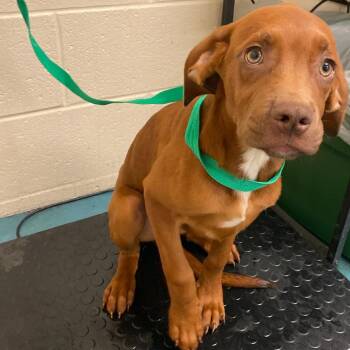 Mixed Breed Dogs Available for Adoption in Memphis, Tennessee - LAYLEE | PetCurious