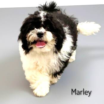 Marley -  Sheepadoodle Dog for Adoption in Fredericksburg, Virginia - Marley | PetCurious