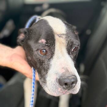 Rescue Pit Bull Terrier and Mixed Breed Dogs for Adoption in Chariton, Iowa - Maizey | PetCurious