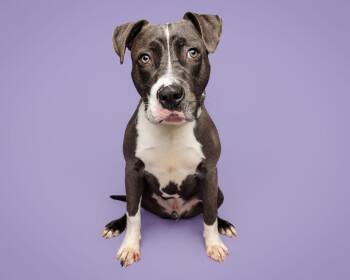 Mixed Breed Dogs Available for Adoption in Durham, North Carolina - Twist | PetCurious