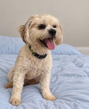 Archie -  Maltese Dog for Adoption in Palm Desert, California - Archie | PetCurious