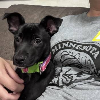 Twyster D69752 -  Manchester Terrier and Mixed Breed Dog for Adoption in Minnetonka, Minnesota - Twyster D69752 | PetCurious