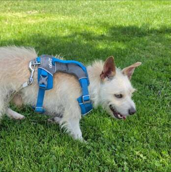 Buddy -  West Highland White Terrier Westie Dog for Adoption in Lodi, California - Buddy | PetCurious