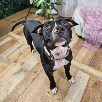 Nori -  Pit Bull Terrier Dog for Adoption in East St. Louis, Illinois - Nori | PetCurious