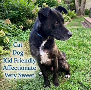 Black Labrador Retriever Dogs Available for Adoption in Roswell, Georgia - Flippy | PetCurious