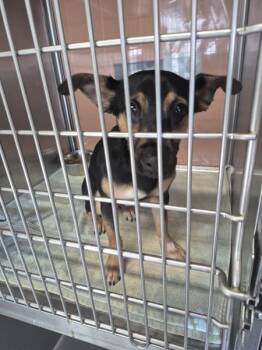 Dachshund and Terrier Dogs Available for Adoption in Lawrenceville, Georgia - Pen 224 Winston | PetCurious