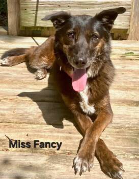 MISS FANCY -  Australian Shepherd Dog for Adoption in Franklin, Tennessee - MISS FANCY | PetCurious