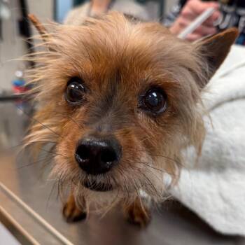 Martini -  Yorkshire Terrier Dog for Adoption - Martini | PetCurious