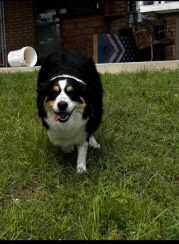 Lady Mae -  Australian Shepherd Dog for Adoption in Springtown, Texas - Lady Mae | PetCurious