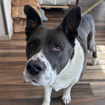 Munch -  Pit Bull Terrier and Husky Dog for Adoption in Reno, Nevada - Munch | PetCurious