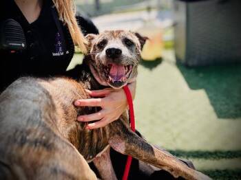 MARLIN -  Pit Bull Terrier Dog for Adoption in Orlando, Florida - MARLIN | PetCurious
