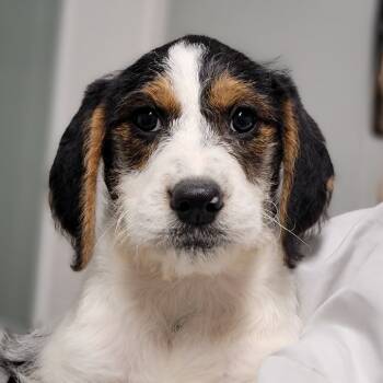 Rescue Mixed Breed Dogs for Adoption in Troy, Illinois - Sling Shot | PetCurious