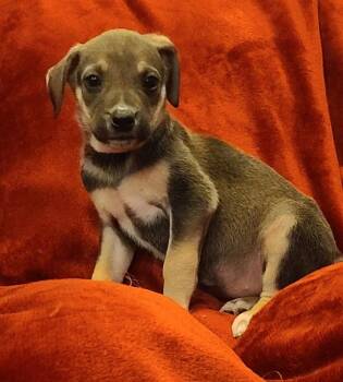 Mixed Breed Dogs Available for Adoption in Rockland, Wisconsin - Churro | PetCurious