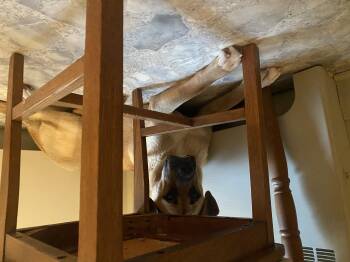 Rescue Bernese Mountain Dog and German Shepherd Dog Dogs for Adoption in Appin, Ontario - Marianna | PetCurious