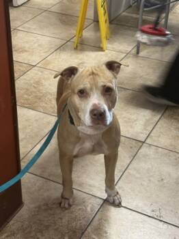 Rescue Mixed Breed Dogs for Adoption in Cincinnati, Ohio - Simba | PetCurious