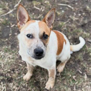 Cattle Dog Dogs Available for Adoption - Brumby | PetCurious