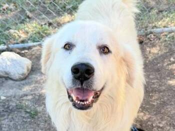 Yeti -  Mixed Breed Dog for Adoption in Georgetown, Texas - Yeti | PetCurious