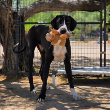 Chui -  Great Dane Dog Available for Adoption in Tehachapi, California - Chui | PetCurious
