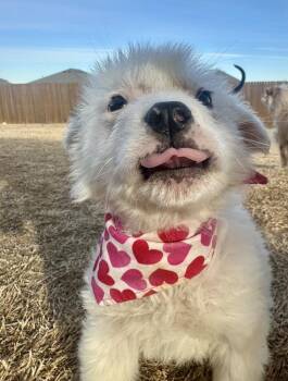 Great Pyrenees and Australian Shepherd Dogs Available for Adoption - Checkers | PetCurious