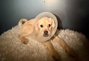 Emily -  Pug and Maltese Dog for Adoption in Piedmont, Oklahoma - Emily | PetCurious