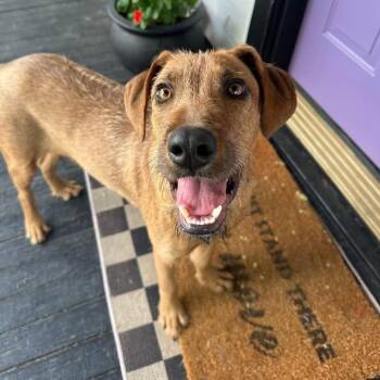 Rhodesian Ridgeback and Schnauzer Dogs Available for Adoption in New Orleans, Louisiana - Marty | PetCurious