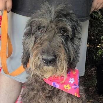 Dixie Doodle -  Labradoodle Dog for Adoption in Woolwich, Maine - Dixie Doodle | PetCurious