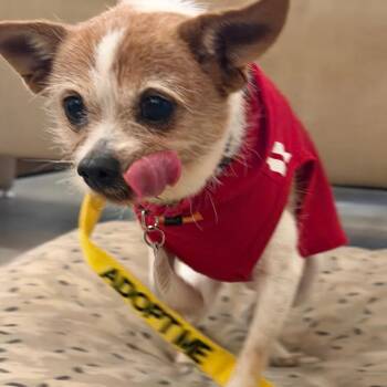 Chihuahua and Terrier Dogs Available for Adoption in Durham, North Carolina - Yoshi | PetCurious
