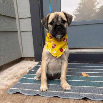 Terrier and Mixed Breed Dogs Available for Adoption in Martinez, California - Nurse Dana | PetCurious